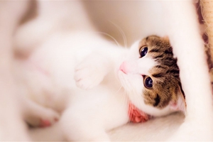 猫咪绝育后不吃不喝怎么办